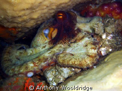 An octopus in an overhang, taken at Cross roads reef in P... by Anthony Wooldridge 